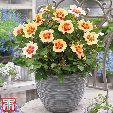 Rose 'Eyes Collection' 3 Rose 'Eyes Collection' - Image 3