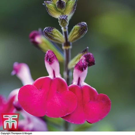 Salvia 'Cherry Lips' 2 Salvia 'Cherry Lips' - Image 2