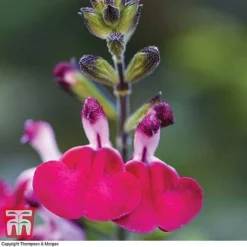 Salvia Lips Collection 6 Salvia Lips Collection -Florist Zone SALV KB3098 C