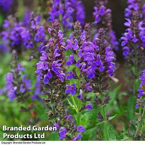 Salvia Nemorosa 'Marcus' 1 Salvia Nemorosa 'Marcus'