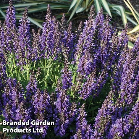 Salvia Nemorosa 'Marcus' 2 Salvia Nemorosa 'Marcus' - Image 2
