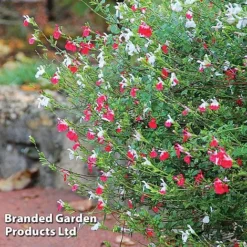 Salvia Lips Duo Collection -Florist Zone SALV HOTLIPS L09234