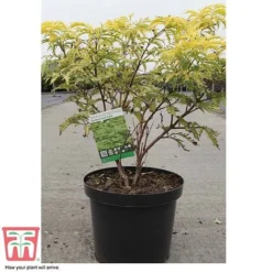 Sambucus Racemosa 'Sutherland Gold' -Florist Zone SAMB T58160 C