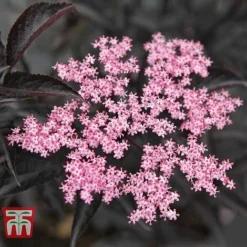 Sambucus Nigra F. Porphyrophylla 'Black Beauty' 15 Sambucus Nigra F. Porphyrophylla 'Black Beauty' -Florist Zone SAMB T62079 A