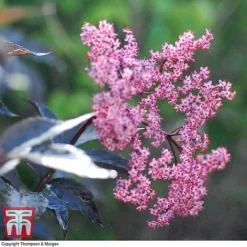 Sambucus Nigra F. Porphyrophylla 'Black Beauty'