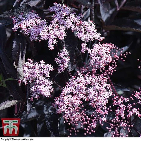 Sambucus Nigra F. Porphyrophylla 'Black Beauty' 2 Sambucus Nigra F. Porphyrophylla 'Black Beauty' - Image 2