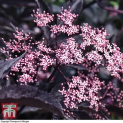 Sambucus Nigra F. Porphyrophylla 'Black Beauty' 12 Sambucus Nigra F. Porphyrophylla 'Black Beauty' -Florist Zone SAMB T62079 E