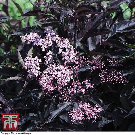 Sambucus Nigra F. Porphyrophylla 'Black Beauty' 4 Sambucus Nigra F. Porphyrophylla 'Black Beauty' - Image 4