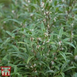 Sarcococca Hookeriana Var. Digyna