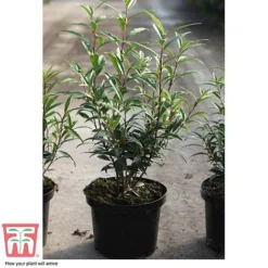 Sarcococca Hookeriana Var. Digyna -Florist Zone SARC T57985 C