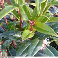 Sarcococca Hookeriana 'Winter Gem' -Florist Zone SARC T80332 A