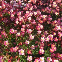 Saxifraga 'Peter Pan'