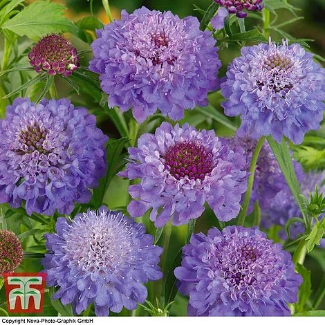 Scabious 'Blue Jeans' 1 Scabious 'Blue Jeans'