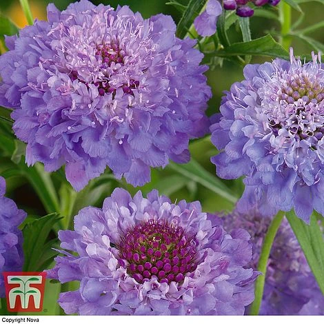 Scabious 'Blue Jeans' 2 Scabious 'Blue Jeans' - Image 2