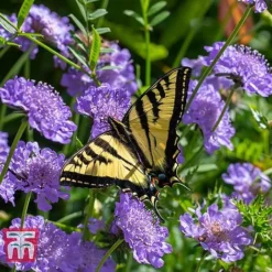Scabious 'Blue Jeans' 5 Scabious 'Blue Jeans' -Florist Zone SCAB T10249 C