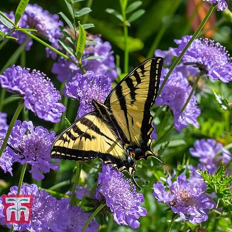 Scabious 'Blue Jeans' 3 Scabious 'Blue Jeans' - Image 3
