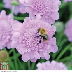 Scabious 'Kudos Collection' 7 Scabious 'Kudos Collection' -Florist Zone SCAB T73681 B h