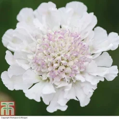 Scabious 'Kudos Collection' 8 Scabious 'Kudos Collection' -Florist Zone SCAB T73681 C h