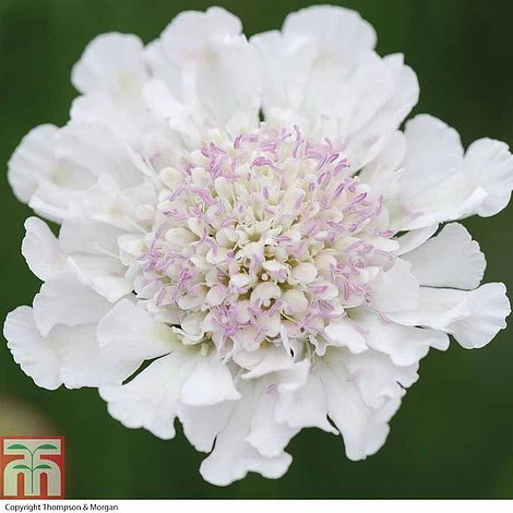 Scabious 'Kudos Collection' 4 Scabious 'Kudos Collection' - Image 4