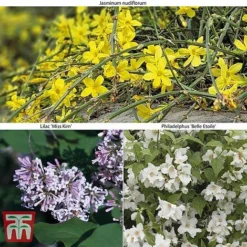 Hardy Shrub Trio 13 Hardy Shrub Trio -Florist Zone SCEN WKB6451 A2