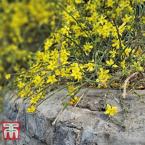 Hardy Shrub Trio 2 Hardy Shrub Trio - Image 2