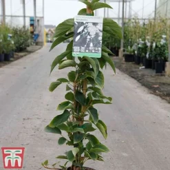 Schizophragma Integrifolium 'Windmills' -Florist Zone SCHI TKA3516 A