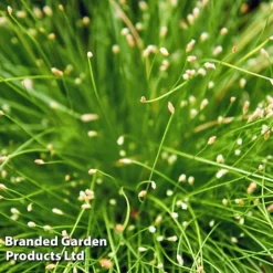 Colourful Ornamental Grass Collection -Florist Zone SCIR CERNUUS W48107