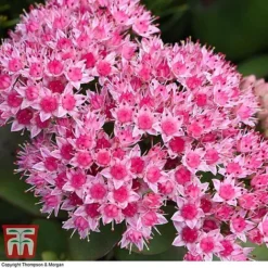 Sedum 'Matrona'