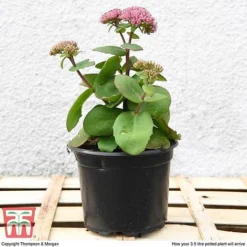 Sedum 'Matrona' -Florist Zone SEDU T58091 C