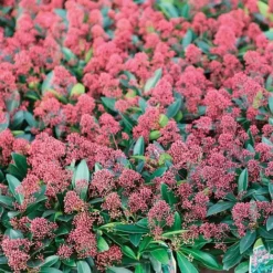 Skimmia Japonica 'Rubella' -Florist Zone SKIM T57538 A h