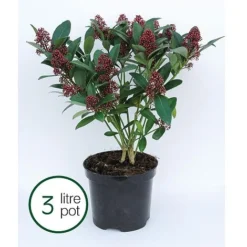 Skimmia Japonica 'Rubella' -Florist Zone SKIM T57538 B h