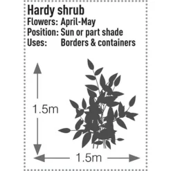 Skimmia Japonica 'Rubella' -Florist Zone SKIM T57538 C h