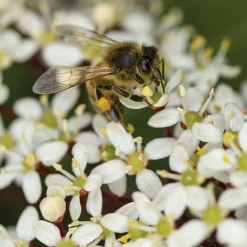 Skimmia Japonica 'Rubella'