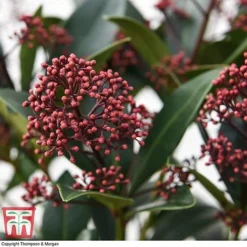Skimmia Japonica 'Rubella' -Florist Zone SKIM T57538 E