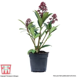 Skimmia Japonica 'Rubella' -Florist Zone SKIM T57538 F