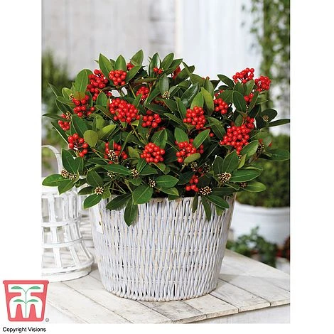 Skimmia 'Temptation' - Gift 2 Skimmia 'Temptation' - Gift - Image 2