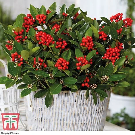 Skimmia 'Temptation' - Gift 1 Skimmia 'Temptation' - Gift