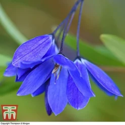 Sollya Heterophylla 'Ultra Blue' -Florist Zone SOLL KB2764 A