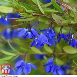 Sollya Heterophylla 'Ultra Blue' -Florist Zone SOLL KB2764 C