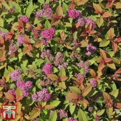 Spiraea Japonica 'Magic Carpet' -Florist Zone SPIR T58494 D