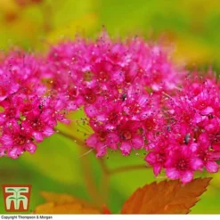 Spiraea Japonica 'Magic Carpet' -Florist Zone SPIR T58494 E