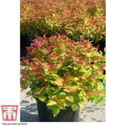 Spiraea Japonica 'Magic Carpet' -Florist Zone SPIR T58494 F