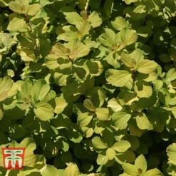 Spiraea Betulifolia 'Tor Gold' -Florist Zone SPIR T66454 D