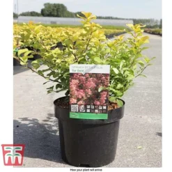 Spiraea Betulifolia 'Tor Gold' -Florist Zone SPIR T66454 E