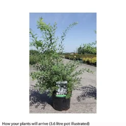 Spiraea Cinerea 'Graciosa' -Florist Zone SPIR T66456 B h