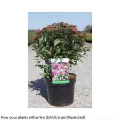 Spiraea Japonica 'Double Play Artist' -Florist Zone SPIR T66462 B h
