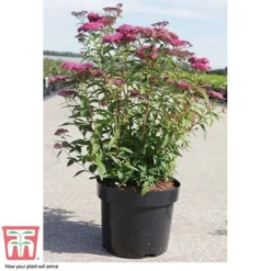 Spiraea Japonica 'Neon Flash' -Florist Zone SPIR T66467 C