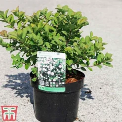 Spiraea Betulifolia 'Pink Sparkler' -Florist Zone SPIR TKA3526 A