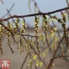 Stachyurus Chinensis 'Celina'