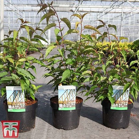 Stachyurus Chinensis 'Celina' 2 Stachyurus Chinensis 'Celina' - Image 2